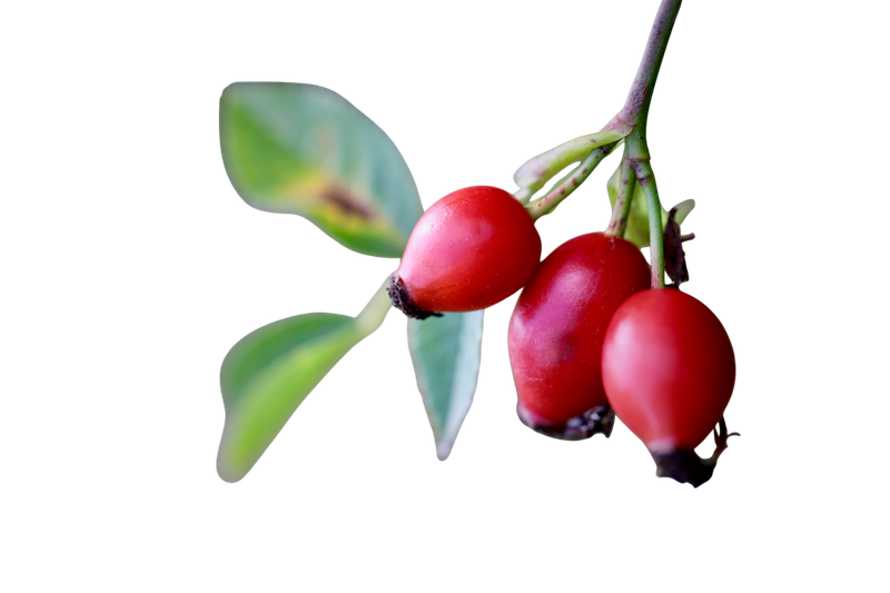 Rosehip oil