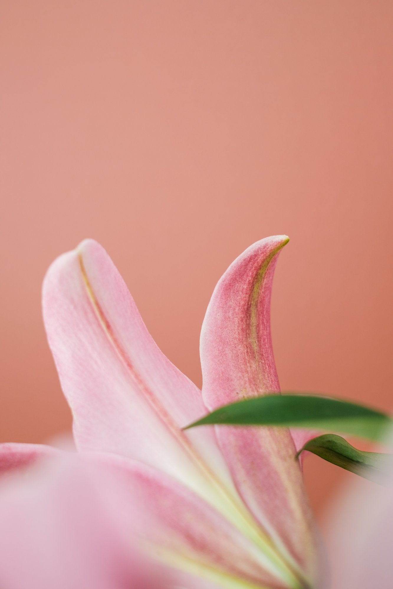 In Full Bloom