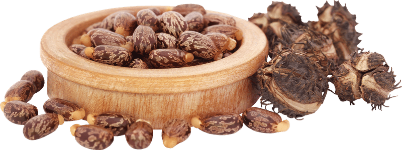 Castor oil botanical image