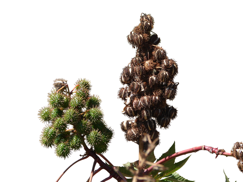 Castor oil