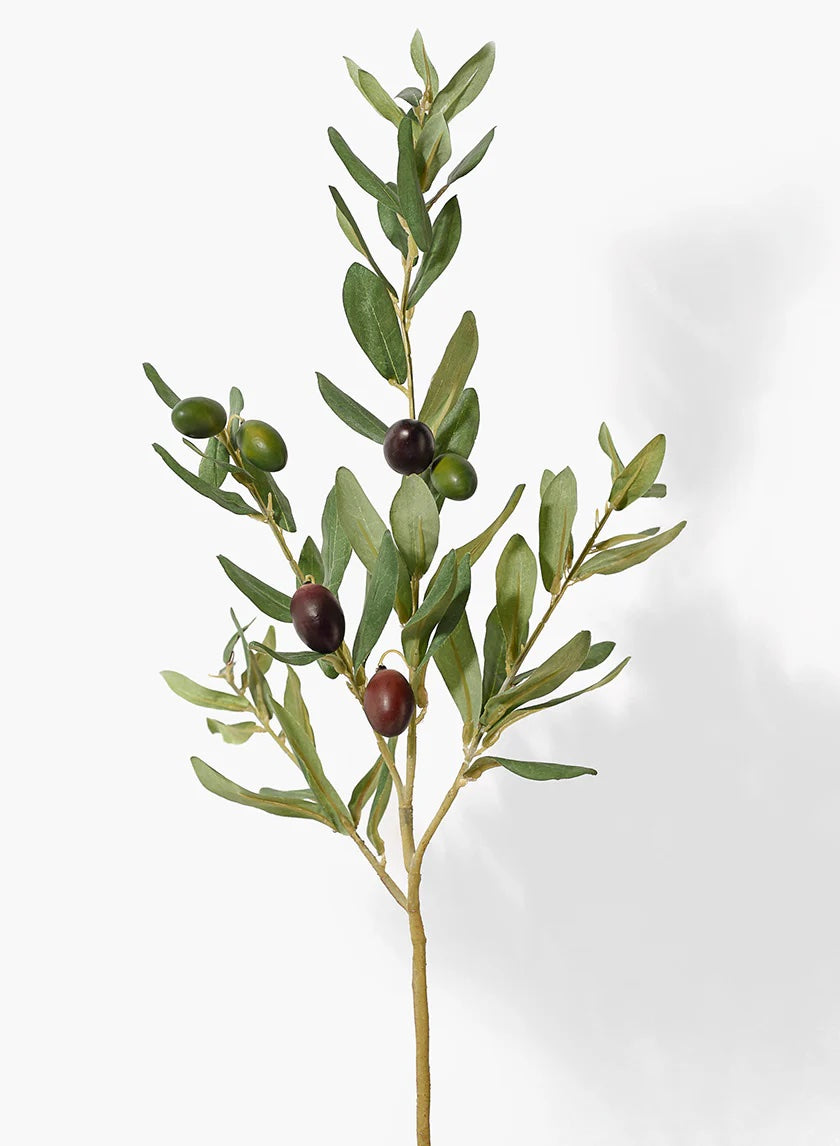 Olive branch, a botanical skincare ingredient