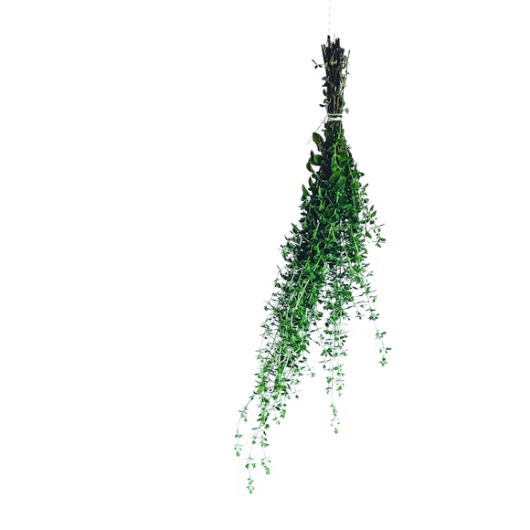 Organic oregano oil