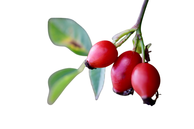 Rosehip oil