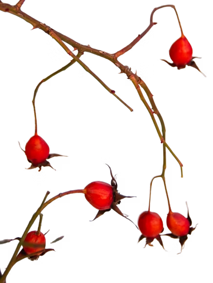 Organic rosehip oil